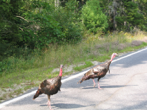 wildturkeys.jpg